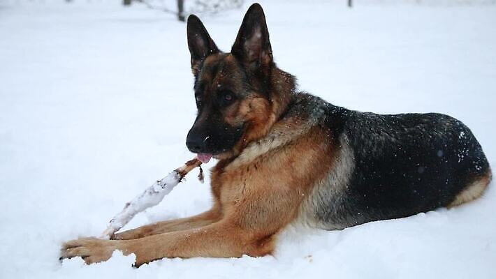 한마리 응시 행복 포즈 겨울 포유류 털 경비 사람없음 반려동물 갈색 가축 우정 양치기 개 보호 경계 즐거움 사냥개 빨간머리 송곳니 유래 지능 충실 폭설 순혈 MOV 해외동영상 클립영상 동물 직업 1 헤어스타일 시선 계절 감정 컬러 컨셉 눈_날씨 안전 친구 치아 자연재해 동영상 파일형식