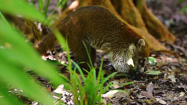 나무 동물 얼굴 야생동물 어린이 포유류 자연 털 동물원 사람없음 야외 갈색 환경 검은색 미국 군중 숲 열대우림 모피 코 꼬리 육식동물 새장 주둥이 남쪽 노려봄 돌봄 코스타리카 동정 자선단체 4K MP4 해외동영상 클립영상 식물 컬러 북아메리카 모션 표정 사람 신체부위 그룹 중앙아메리카 방향 생태계 동영상 자선 케이지 파일형식