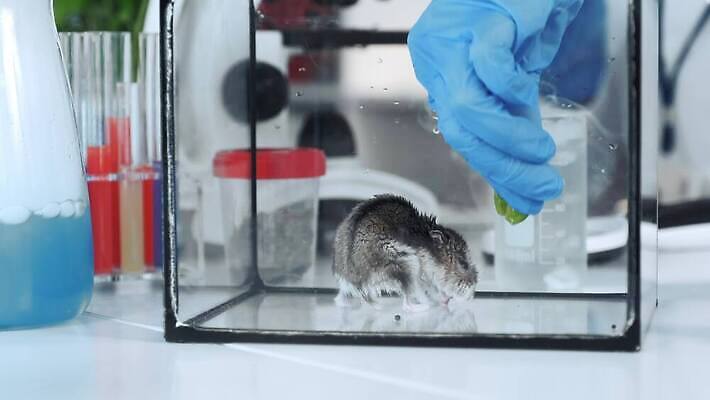 동물 백그라운드 실험 한명 닫기 컨테이너 천 과학자 유기농 생물학 화학물질 4K MOV 해외동영상 클립영상 직업 1 웰빙 교육 산업 과학 모션 사람 직물 화학 동영상 학자 파일형식