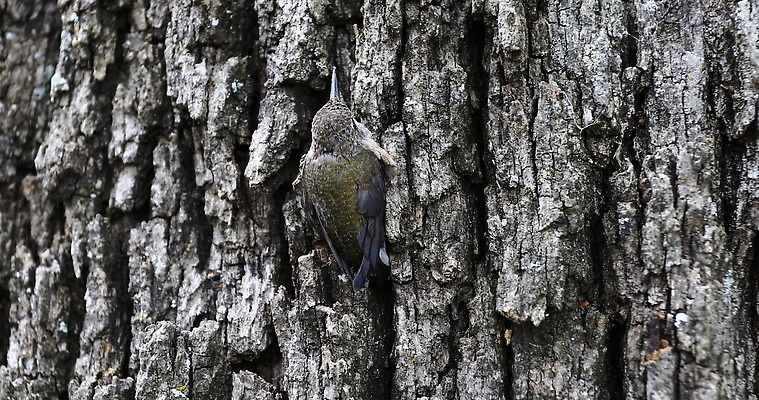 나무 동물 야생동물 조류 사람없음 벌새 4K MOV 해외동영상 클립영상 식물 동영상 파일형식
