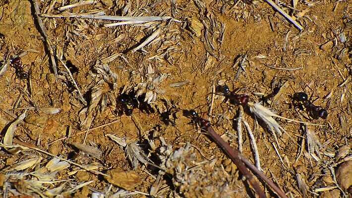 식물 동물 야생동물 곤충 단풍 자연 날씨 사람없음 야외 초록색 뷰티 힘 행성 나뭇가지 용기 결심 집중 흥분 자연백그라운드 개미 고집 식민지 열대기후 타임랩스 MOV 해외동영상 클립영상 나무 그릇 감정 컬러 백그라운드 컨셉 잎 촬영기법 우주 생태계 동영상 파일형식