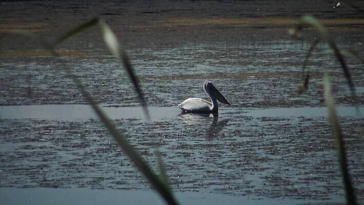 동물 호수 야생동물 바다 백그라운드 날개 아프리카 자연 조류 하늘 종류 사람없음 물 여름 파란색 뷰티 갈색 흰색 큼 펠리컨 깃털 부리 동쪽 석호 다뉴브강 동물상 4K MP4 해외동영상 클립영상 자연요소 계절 나라 컬러 조형물 크기 방향 생태계 동영상 파일형식