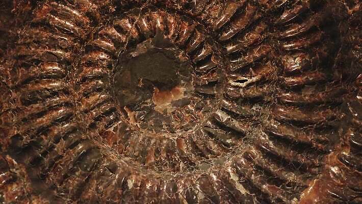 모양 동물 과학 백그라운드 유적 자연 나선형 사람없음 갈색 껍질 역사 닫기 회전 화석 고생물 멸종 기하학 선사시대 내추럴 고고학 지질학 4K MP4 해외동영상 클립영상 전통 교육 컬러 무늬 모션 생물 생태계 동영상 파일형식