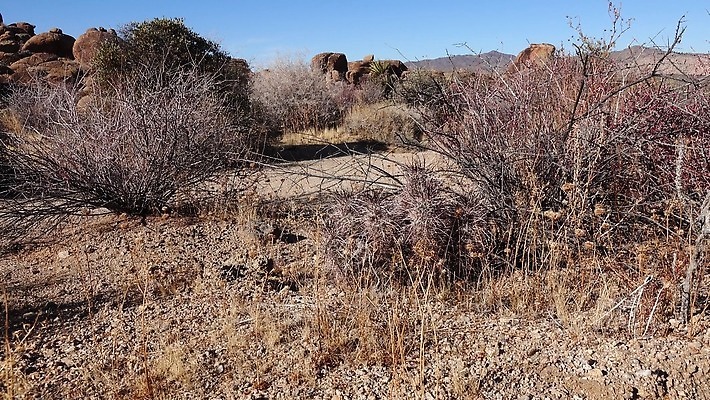 식물 공원 꽃 자연 선인장 사람없음 야외 빨간색 초록색 파란색 뷰티 정원 미국 사막 개화 가시 애리조나 고슴도치 내추럴 전국 4K MP4 해외동영상 클립영상 공공시설 컬러 북아메리카 포유류 생태계 동영상 파일형식