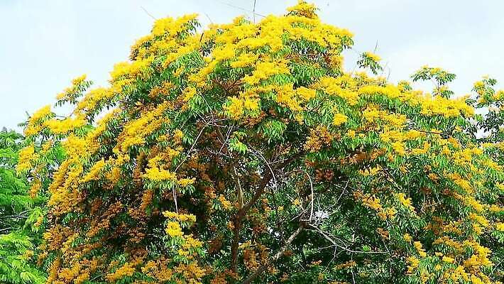 나무 식물 공원 꽃 아시아 잎 꽃무늬 오렌지 자연 사람없음 목재 초록색 뷰티 노란색 정원 스파 봄 성장 벚꽃 나뭇가지 신선 개화 황금 묘사 질감 아로마 내추럴 버마 안다만 MOV 해외동영상 클립영상 계절 공공시설 나라 바다 컬러 무늬 과일 재료 생태계 동영상 파일형식