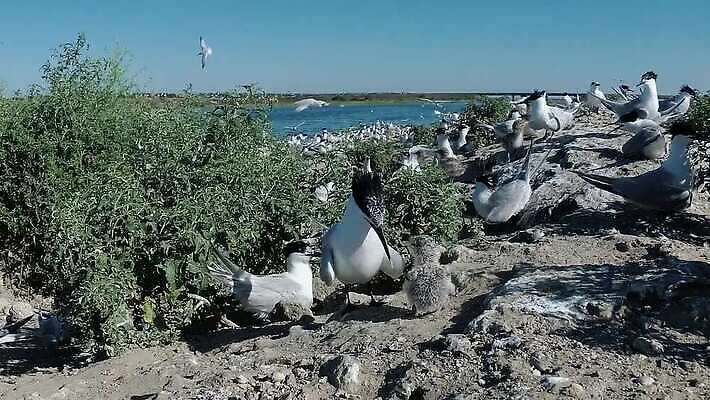 동물 야생동물 바다 날개 자연 갈매기 조류 사람없음 물 세계 흰색 깃털 부리 물새 MP4 해외동영상 클립영상 자연요소 컬러 생태계 동영상 파일형식