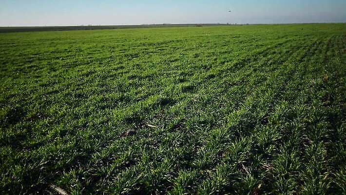 식물 계절 문화 줄기 잎 밭 농업 하늘 사람없음 야외 초록색 파란색 농작물 새싹 농사 흙 봄 수확 성장 시골 상품 낟알 땅 밀 유기농 알맹이 보리 밀가루 밭일 총쏘기 파종 호밀 귀리 4K MP4 해외동영상 클립영상 웰빙 산업 컬러 모션 곡류 가루 동영상 파일형식
