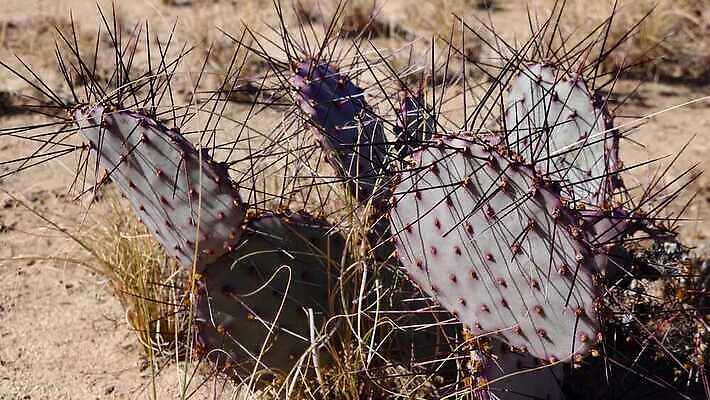 식물 공원 꽃 도로 분홍색 여행 백그라운드 날씨 선인장 건조 풍경 사람없음 초록색 여름 파란색 컬러풀 뷰티 미국 사막 뜨거움 가시 보호 냄비 척추 파이프 애리조나 내추럴 다육식물 4K MP4 해외동영상 클립영상 계절 공공시설 길 컬러 컨셉 북아메리카 교통시설 뼈 솥 동영상 파일형식