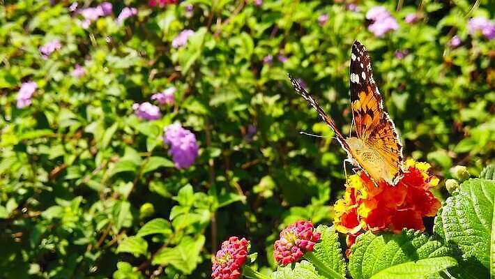 식물 꽃 나비 곤충 잎 날개 모션 자연 사람없음 빨간색 초록색 컬러풀 환경 모임 벚꽃 그리기 닫기 큼 수집 흔들림 보케 꽃가루 꿀 느림 블러효과 세이지 수유 코스모폴리탄 MP4 해외동영상 클립영상 동물 컬러 칵테일 크기 가루 생태계 동영상 블러 파일형식 효과