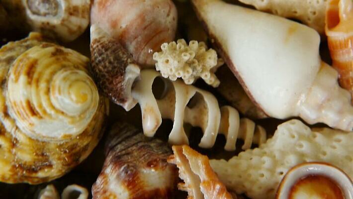 동물 디자인 모래 파도 바다 여행 백그라운드 패턴 자연 휴가 조개 불가사리 연체동물 나선형 갑각류 해변 사람없음 장식 여름 뷰티 갈색 껍질 흰색 전원 수집 해산물 휴양지 질감 달팽이 내추럴 고립 섞기 앵무조개 이국적 파라다이스 비어있는 MOV 해외동영상 클립영상 계절 컬러 무늬 어패류 극피동물 무척추동물 장소 전기에너지 생태계 동영상 파일형식