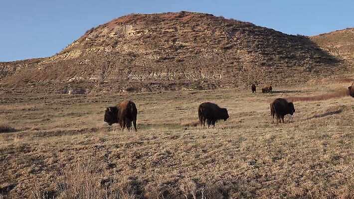 동물 공원 남자 야생동물 포유류 자연 털 사람없음 여름 갈색 계곡 미국 군중 방목 들소 황소 짝짓기 와이오밍 전국 4K MP4 해외동영상 클립영상 계절 공공시설 컬러 북아메리카 사람 소 축산업 생태계 동영상 파일형식