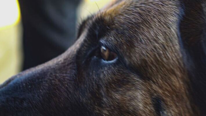 동물 1 응시 포유류 모션 자연 친절 털 사람없음 야외 반려동물 갈색 머리 마주보기 검은색 닫기 개 강아지 혀 그림 느림 송곳니 기르기 유래 경비견 4K 순혈 MOV 해외동영상 클립영상 시선 컬러 신체부위 입 치아 생태계 동영상 돌봄 파일형식