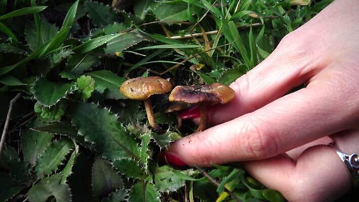 나무 식물 음식 백그라운드 자연 사람없음 목재 갈색 버섯 흰색 정상 숲 유기농 내추럴 고립 곰팡이 그물버섯 번 식용 채식주의자 페니 4K MP4 해외동영상 클립영상 웰빙 빵 컬러 재료 동전 생태계 채식 동영상 파일형식