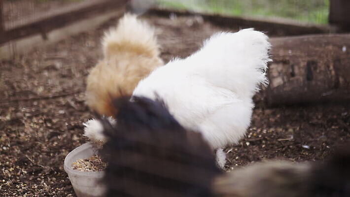 동물 외관 야생동물 농업 자연 조류 영국 잉글랜드 동물원 동양인 사람없음 야외 목재 울타리 농장 마을 환경 가을 시골 먹이 땅 깃털 먼지 철사 솜털 메추리 암탉 웅장함 목가 4K MOV 해외동영상 클립영상 나무 계절 유럽 산업 재료 인종 담장 닭 암컷 생태계 동영상 파일형식