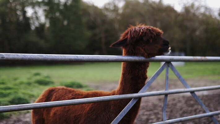 동물 외관 응시 야생동물 백그라운드 밭 농업 포유류 자연 영국 잉글랜드 사람없음 야외 목재 울타리 농장 갈색 머리 환경 금속 시골 먼지 진흙 양모 밭일 알파카 목가 배선 4K MOV 해외동영상 클립영상 나무 시선 유럽 산업 컬러 재료 재질 신체부위 담장 한자 직물 생태계 동영상 파일형식