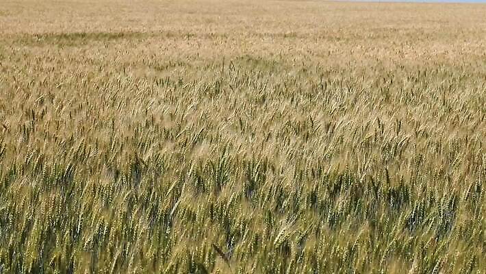 식물 줄기 밭 농업 자연 하늘 바람 씨앗 풍경 초원 사람없음 야외 초록색 여름 파란색 농작물 농장 노란색 환경 수확 성장 재산 황금 닫기 낟알 땅 밀 흔들림 귀 밀짚 내추럴 숙성 호밀 MOV 해외동영상 클립영상 자연요소 계절 산업 컬러 모션 날씨 곡류 신체부위 금융 짚 생태계 동영상 파일형식