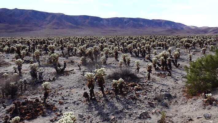 나무 식물 구름 공원 여행 자연 선인장 건조 국립공원 풍경 사람없음 미국 사막 암석 뜨거움 캘리포니아 지역 전국 4K MP4 해외동영상 클립영상 자연요소 공공시설 북아메리카 돌_바위 생태계 동영상 파일형식