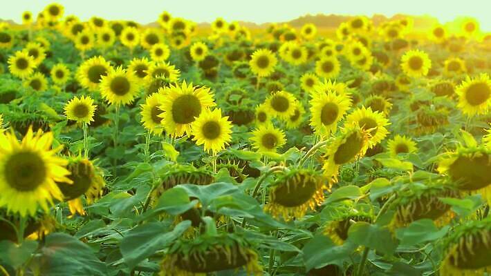 식물 계절 꽃잎 밭 농업 오렌지 자연 해바라기 씨앗 사람없음 야외 초록색 농작물 컬러풀 햇빛 농장 노란색 정원 맑음 일몰 활발 성장 벚꽃 시골 원형 수수께끼 개화 장면 내추럴 4K MP4 해외동영상 클립영상 도형 꽃 산업 컬러 컨셉 과일 날씨 태양 노을 생태계 동영상 파일형식