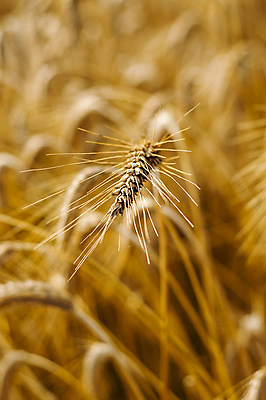 포토 JPG 해외이미지 식물 구름 음식 빵 백그라운드 밭 농업 자연 하늘 건조 건강 옥수수 씨앗 풍경 사람없음 여름 농작물 햇빛 태양 농장 노란색 수확 성장 가을 흰색 시골 황금 낟알 시리얼 밀 유기농 귀 밀짚 내추럴 고립 밭일 숙성 호밀 해외202004 해외포토 자연요소 웰빙 계절 산업 컬러 곡류 신체부위 짚 생태계 파일형식