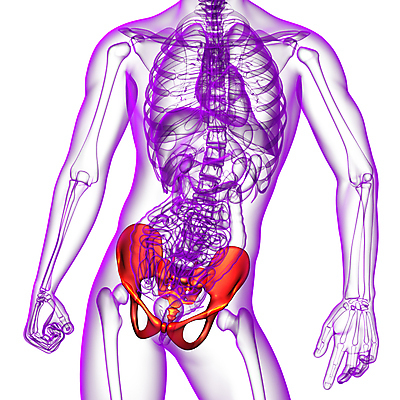 포토 JPG 해외이미지 해부 뼈 골격 건강 사람 사람없음 엉덩이 척추 자궁 연골 해외202004 해외포토 의학 신체부위 장기_의학 파일형식