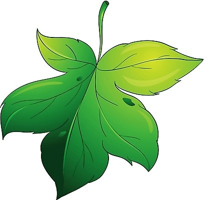 EPS 해외이미지 식물 1 디자인 단풍 잎 일러스트 자연 그래픽 빛 컬러풀 환경 공백 스케치 오브젝트 싱글 흰배경 그림 정맥 고립 광합성 엘리먼트 해외202004 해외일러스트 컬러 백그라운드 미술 흰색 생태계 혈관 파일형식 벡터 문화예술 장기 신체