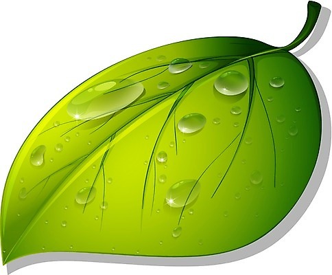 EPS 해외이미지 클립아트 식물 1 클리핑패스 줄기 컨셉 잎 일러스트 목걸이 부분 자연 초록색 물 빛 반짝임 환경 청결 활발 젖음 흐름 물방울 신선 떨어짐 이슬 수분 만화 구슬 순수 오브젝트 싱글 흰배경 질감 리빙 정맥 고립 구슬장식 엘리먼트 해외202004 해외일러스트 자연요소 컬러 백그라운드 장신구 모션 장식 흰색 위생 생태계 혈관 파일형식 벡터