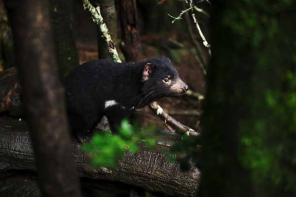 포토 JPG 해외이미지 동물 사람없음 호주 주머니곰 해외202004 해외포토 포유류 오세아니아 파일형식
