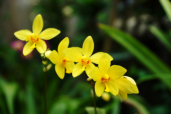 포토 JPG 해외이미지 식물 계절 기념일 꽃잎 꽃 유럽 줄기 분홍색 백그라운드 발렌타인데이 사람없음 장식 컬러풀 노란색 머리 평화 보라색 봄 활발 낭만 벚꽃 흰색 나뭇가지 신선 난초 우아함 제비꽃 싱글 심플 호접란 해외202004 해외포토 나무 나라 컬러 컨셉 데이이벤트 이벤트 신체부위 파일형식