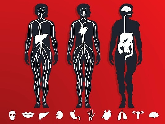 EPS 해외이미지 템플릿 디자인 과학 컨셉 신체 일러스트 해부 그래프 골격 건강 병원 주사기 사람 내부 그래픽 세트 알약 약 자료 인포그래픽 의사 정보 하트 오르간 신장 치아 DNA 구급차 심볼 사인 뇌 생물학 간 시스템 돌봄 엘리먼트 해외202004 해외일러스트 모양 교육 의학 의료기기 모션 자동차 의료진 소화기관 장기_의학 건반악기 비뇨기관 생명공학 파일형식 벡터