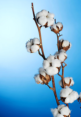 포토 JPG 해외이미지 식물 꽃 줄기 백그라운드 십자가 농업 공 자연 사람없음 파란색 농장 반사 우주 환경 성장 흰색 나뭇가지 직물 면 닫기 매끈함 순수 유기농 질감 날것 슛 부드러움 섬유 솜털 알레르기 숙성 세련 국경 해외202004 해외포토 나무 웰빙 산업 컬러 컨셉 모션 감각 질병 생태계 파일형식