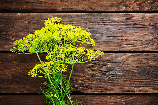 포토 JPG 해외이미지 식물 꽃 음식 백그라운드 농업 우산 재료 자연 씨앗 사람없음 목재 초록색 노란색 머리 우주 정원 어둠 시골 신선 개화 정상 허브 향신료 유기농 날것 내추럴 딜 회향 해외202004 해외포토 나무 웰빙 산업 컬러 신체부위 생태계 향미료 파일형식