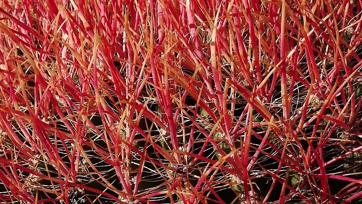 나무 식물 공원 여행 북아메리카 자연 선인장 건조 국립공원 풍경 사람없음 빨간색 초록색 정원 미국 못 가시 황무지 척추 캘리포니아 내추럴 다육식물 4K MP4 해외동영상 클립영상 공공시설 컬러 뼈 아메리카 공구 생태계 동영상 파일형식