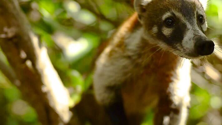 나무 동물 얼굴 야생동물 어린이 여행 가이드 포유류 자연 조류 털 성인 사람없음 갈색 환경 중앙아메리카 닫기 군중 숲 열대우림 모피 학대 코 꼬리 새장 사냥꾼 주둥이 돌봄 코스타리카 동정 자선단체 MP4 해외동영상 클립영상 식물 직업 컬러 모션 아메리카 사람 신체부위 그룹 사회이슈 생태계 동영상 자선 케이지 파일형식