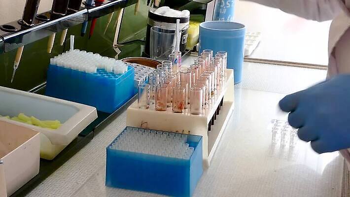 손 여자 과학 노동자 건강 병원 실험 사람 빨간색 약 장비 간호사 의사 기구 업무 바늘 액체 혈액 기술자 실험실 바이러스 생명공학 컨테이너 과학자 플라스크 분석 시험관 생물학 미생물 튜브 피펫 화학물질 MP4 해외동영상 클립영상 직업 교육 산업 컬러 컨셉 의학 생물 실험기구 신체부위 의료진 도구 작업 화학 동영상 학자 파일형식