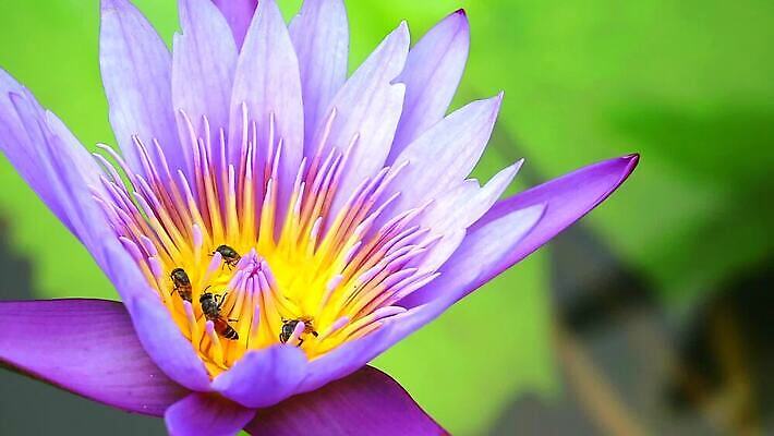 나무 식물 공원 꽃 아시아 잎 꽃무늬 오렌지 자연 사람없음 목재 초록색 뷰티 노란색 정원 스파 봄 성장 벚꽃 나뭇가지 신선 개화 황금 묘사 질감 아로마 내추럴 버마 안다만 MOV 해외동영상 클립영상 계절 공공시설 나라 바다 컬러 무늬 과일 재료 생태계 동영상 파일형식