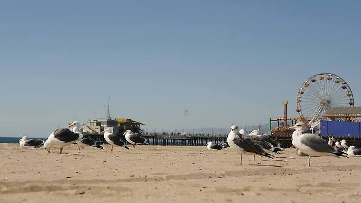 주간 공원 모래 바다 날개 포유류 갈매기 조류 서기 풍경 사람없음 여름 모래사장 뷰티 여행객 탑 항구 맑음 미국 흰색 바퀴 손목시계 캘리포니아 태평양 로스앤젤레스 안전요원 카피스페이스 4K 산타모니카 MP4 해외동영상 클립영상 자연요소 동물 건축물 계절 공공시설 시계 컬러 북아메리카 장신구 교통시설 모션 날씨 사람 공백 동영상 파일형식