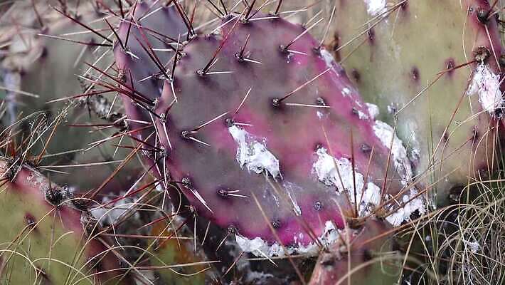 나무 식물 꽃 여행 백그라운드 자연 날씨 선인장 건조 풍경 사람없음 초록색 물 여름 사막 뜨거움 가시 척추 날카로움 애리조나 내추럴 뉴멕시코 다육식물 4K MP4 해외동영상 클립영상 자연요소 계절 컬러 뼈 미국 생태계 동영상 파일형식