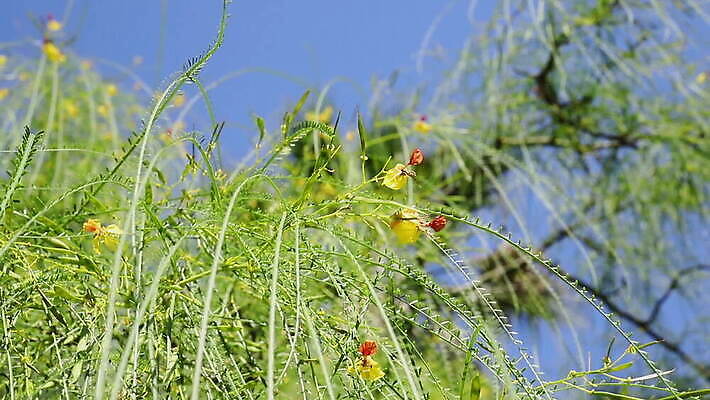 나무 식물 계절 공원 꽃 백그라운드 잎 자연 하늘 바람 사람없음 야외 초록색 뷰티 노란색 환경 정원 맑음 봄 벚꽃 나뭇가지 개화 내추럴 베르데 MOV 해외동영상 클립영상 자연요소 공공시설 컬러 날씨 생태계 동영상 파일형식