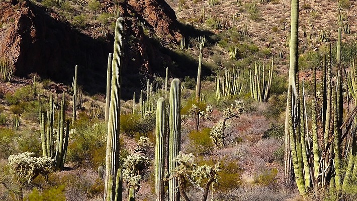 식물 공원 선 여행 자연 산 선인장 건조 사람없음 파란색 미국 성장 오르간 보호 큼 파이프 먼지 애리조나 천연기념물 전국 유일 4K MP4 해외동영상 클립영상 공공시설 컬러 컨셉 북아메리카 건반악기 크기 생태계 동영상 파일형식
