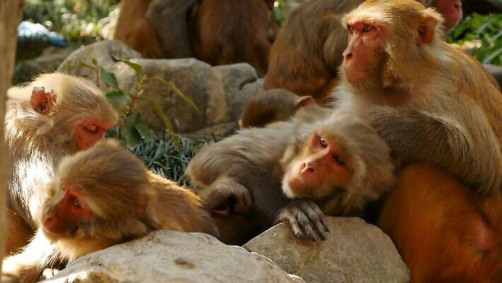동물 공원 아시아 야생동물 여행 포유류 가족 자연 휴식 털 함께함 동물원 앉기 사람없음 야외 햇빛 자유 원숭이 아기 그룹 숲 작음 모피 부드러움 암초 유인원 원시시대 내추럴 돌봄 많음 MOV 해외동영상 클립영상 공공시설 나라 컨셉 관계 모션 사람 태양 감각 역사 크기 생태계 동영상 파일형식