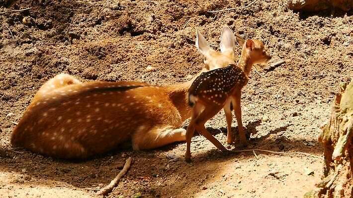 동물 공원 여자 남자 야생동물 밭 포유류 자연 초식동물 털 뿔 사람없음 야외 태양 갈색 머리 환경 침묵 흰색 아기 점 숲 뿌리 서식지 내추럴 동물상 아기사슴 암사슴 전국 MOV 해외동영상 클립영상 자연요소 공공시설 새끼 컬러 농업 사슴 사람 신체부위 조형물 소리 암컷 생태계 동영상 파일형식