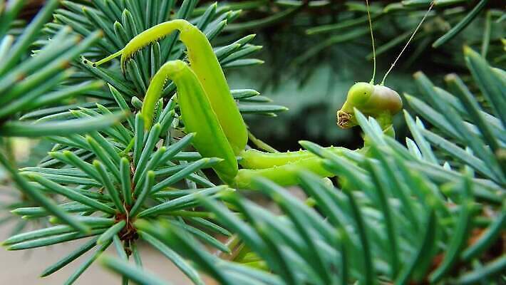 동물 1 유럽 야생동물 곤충 백그라운드 절지류 자연 무척추동물 안테나 사람없음 초록색 기도 벌레 생물학 육식동물 사냥꾼 내추럴 동물상 포식 4K MP4 해외동영상 클립영상 직업 교육 나라 컬러 통신 조형물 생태계 동영상 파일형식