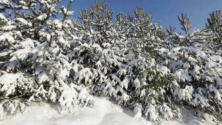 나무 식물 계절 백그라운드 크리스마스 겨울 자연 하늘 날씨 휴가 새로움 사람없음 야외 목재 파란색 빛 환경 맑음 냉동 얼음 폭포 추위 백발 흰색 나뭇가지 소나무 눈송이 숲 연도 서리 부드러움 상록수 침엽수 전나무 눈보라 내추럴 삼나무 폭설 눈내림 가문비나무 4K MP4 해외동영상 클립영상 자연요소 헤어스타일 기념일 컬러 컨셉 재료 눈_날씨 감각 자연재해 생태계 동영상 파일형식