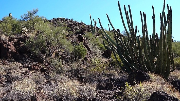 식물 공원 선 여행 자연 산 선인장 건조 사람없음 파란색 미국 성장 오르간 보호 큼 먼지 애리조나 천연기념물 전국 유일 4K MP4 해외동영상 클립영상 공공시설 컬러 컨셉 북아메리카 건반악기 크기 생태계 동영상 파일형식