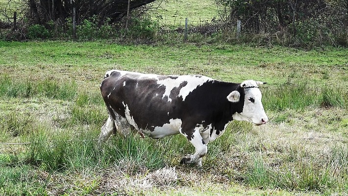 나무 동물 컬러 여행 밭 농업 포유류 자연 하늘 휴가 사람없음 야외 초록색 파란색 햇빛 농장 농경지 갈색 가축 봄 목장 소고기 우유 시골 소 방목 땅 황소 젖 송아지 밭일 4K MP4 해외동영상 클립영상 식물 계절 산업 새끼 유제품 육류 태양 축산업 생태계 동영상 파일형식