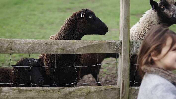동물 응시 야생동물 어린이 밭 농업 포유류 자연 영국 잉글랜드 사람 소녀 사람없음 야외 목재 울타리 농장 머리 환경 금속 검은색 시골 양 소 먹이 먼지 철사 진흙 양모 밭일 배선 4K MOV 해외동영상 클립영상 나무 시선 여자 유럽 산업 컬러 재료 재질 신체부위 담장 한자 직물 생태계 동영상 파일형식