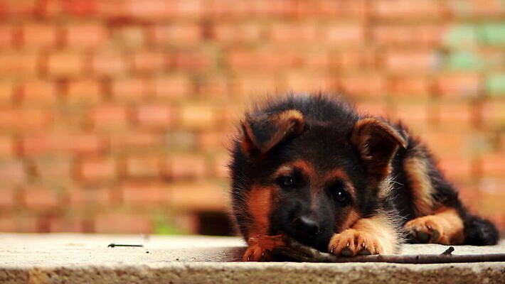 동물 긴머리 응시 새끼 포유류 털 경비 사람없음 반려동물 머리 검은색 어둠 우정 양치기 경찰 개 강아지 치아 보호 모피 자르기 보안 정사각형 귀 경호원 송곳니 동반자 유래 충실 경비견 순혈 MOV 해외동영상 클립영상 도형 직업 헤어스타일 시선 컬러 컨셉 모션 안전 신체부위 친구 소화기관 동영상 파일형식