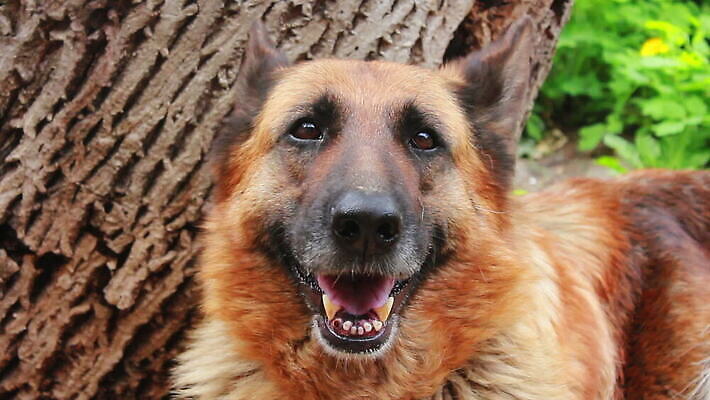 동물 척추동물 새끼 포유류 가족 털 독일 앉기 사람없음 반려동물 머리 검은색 우정 쌍 양치기 경찰 개 강아지 보호 작음 모피 보안 송곳니 기르기 유래 경비견 순혈 MOV 해외동영상 클립영상 직업 유럽 컬러 컨셉 관계 모션 안전 신체부위 친구 치아 크기 동영상 돌봄 파일형식