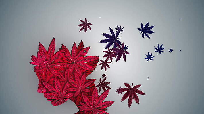 행복 잎 생각 농업 휴식 담배 건강 사람없음 약 기쁨 잡초 삼 고리 허브 중독 내추럴 가면무도회 대마초 마리화나 4K MOV 해외동영상 클립영상 식물 감정 산업 컨셉 채소 의학 동영상 마약 무도회 파일형식