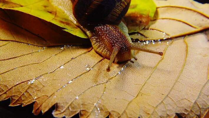 동물 야생동물 백그라운드 자연 연체동물 나선형 사람없음 야외 초록색 갈색 정원 젖음 껍질 덮기 느림 내추럴 기어가기 식용 끈적임 4K MP4 해외동영상 클립영상 컬러 무늬 모션 무척추동물 생태계 동영상 파일형식